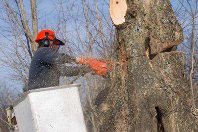 Prix de l'abattage d'un arbre