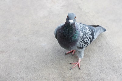 Prix d'un dépigeonnage par des professionnels