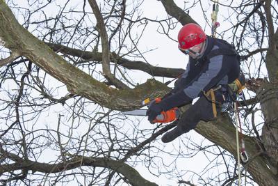 Prix de l'élagage d'un arbre